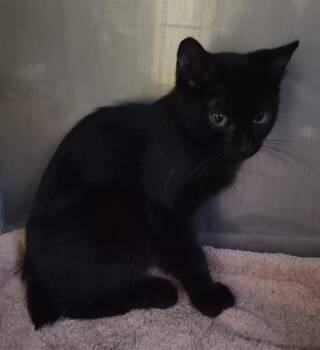 PFEIFFER* -  Domestic Short Hair Cat for Adoption in Santa Cruz, California - PFEIFFER* | PetCurious
