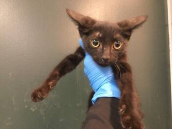 LEE -  Domestic Short Hair Cat for Adoption in Thousand Palms, California - LEE | PetCurious