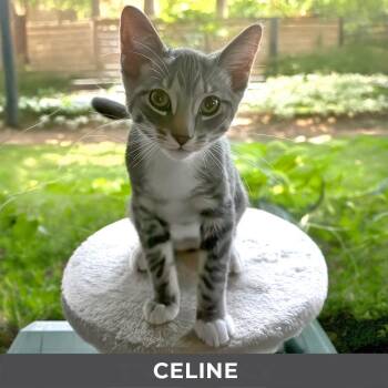 Celine -  Domestic Short Hair Cat for Adoption in Toronto, Ontario - Celine | PetCurious