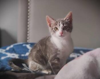 Petal -  Tabby Cat for Adoption in Fort Myers, Florida - Petal | PetCurious