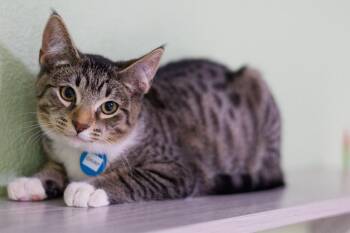 Chirp -  Domestic Short Hair Cat Available for Adoption in Hot Springs, Arkansas - Chirp | PetCurious