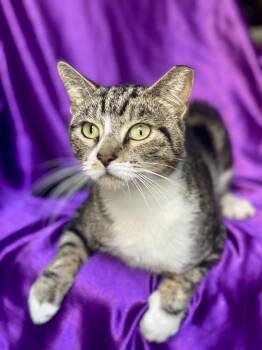 Rescue Domestic Short Hair Cats for Adoption in Rowland Heights, California - CORALINE | PetCurious