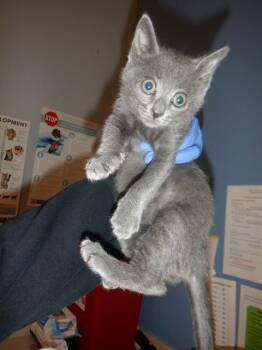 Domestic Short Hair Cats Available for Adoption in San Jose, California - ZARA | PetCurious