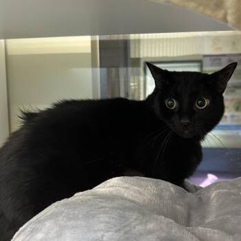 Pocus -  Domestic Short Hair Cat for Adoption in League City, Texas - Pocus | PetCurious