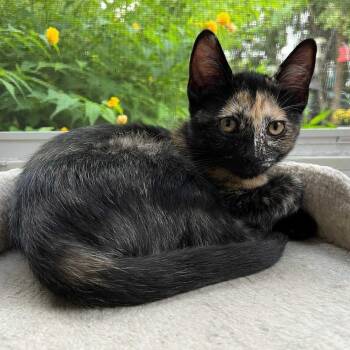 Taffi -  Tortoiseshell and Domestic Short Hair Cat for Adoption in East Amherst, New York - Taffi | PetCurious