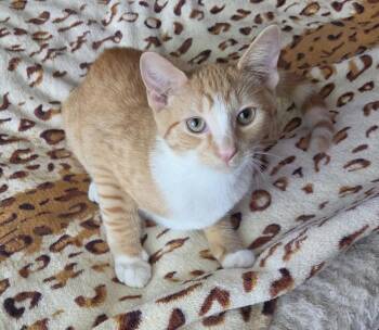 Cannoli, Willow Grove Area, (FCID 06/26/2026-155) -  Domestic Short Hair Cat for Adoption in Greenville, Delaware - Cannoli, Willow Grove Area, (FCID 06/26/2026-155) | PetCurious