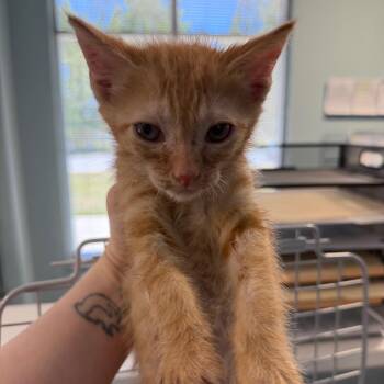 Domestic Short Hair Cats Available for Adoption in Greensboro, North Carolina - Palm Paradise | PetCurious