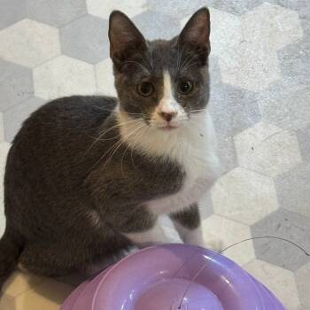 Rescue Domestic Short Hair Cats for Adoption in Eureka Springs, Arkansas - Vino* | PetCurious