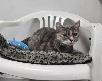 Rescue Domestic Short Hair Cats for Adoption in Williamsport, Pennsylvania - Baylee | PetCurious