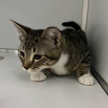 Sebastian -  Domestic Short Hair Cat for Adoption in Oneonta, New York - Sebastian | PetCurious
