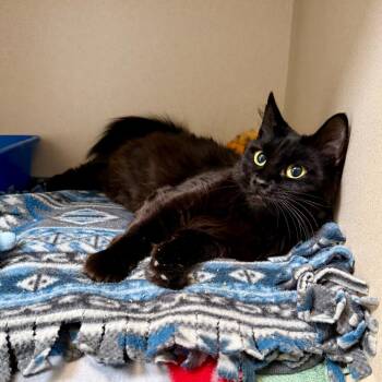 Venus -  Domestic Medium Hair Cat for Adoption in Great Falls, Montana - Venus | PetCurious