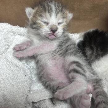 La Tigresa -  Domestic Short Hair Cat for Adoption in Yuma, Arizona - La Tigresa | PetCurious