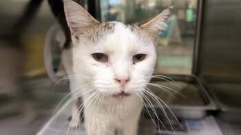 Domestic Short Hair Cats Available for Adoption - GRAMPS | PetCurious