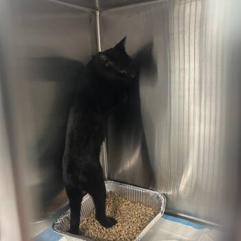 Big Boy Bob -  Domestic Short Hair Cat for Adoption in Greensboro, North Carolina - Big Boy Bob | PetCurious