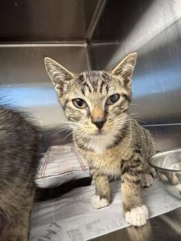 Liams -  Domestic Short Hair Cat for Adoption in Evansville, Indiana - Liams | PetCurious