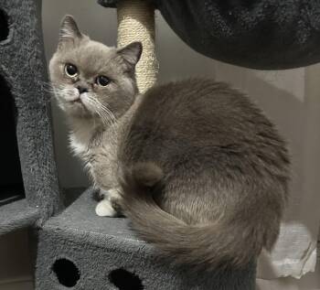 Dink -  Munchkin Cat for Adoption in Closter, New Jersey - Dink | PetCurious