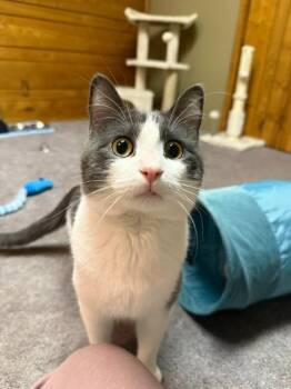 Mittens -  Domestic Short Hair Cat for Adoption in Cloquet, Minnesota - Mittens | PetCurious