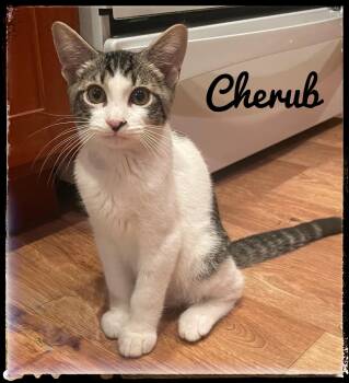 Cherub -  Domestic Short Hair Cat for Adoption in El Cajon, California - Cherub | PetCurious