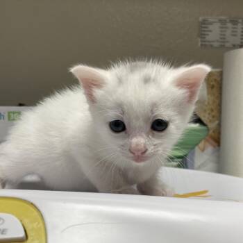 Otis -  Domestic Short Hair Cat for Adoption in San Antonio, Texas - Otis | PetCurious