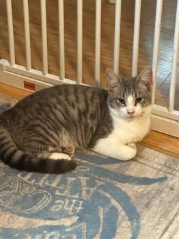 Rescue Domestic Short Hair Cats for Adoption in Plattsburgh, New York - Sigmund | PetCurious
