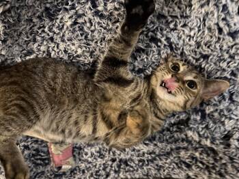 Rescue Domestic Short Hair Cats for Adoption in North Haven, Connecticut - Cinnamon | PetCurious