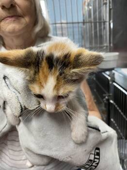 Comet - At shelter -  Domestic Short Hair Cat for Adoption in Rustburg, Virginia - Comet - At Shelter | PetCurious