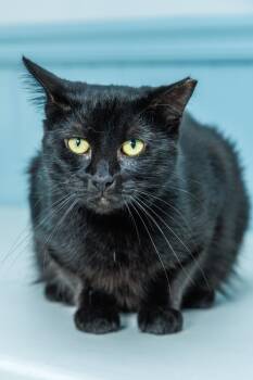 Robyn -  Domestic Medium Hair Cat for Adoption in Chester Springs, Pennsylvania - Robyn | PetCurious