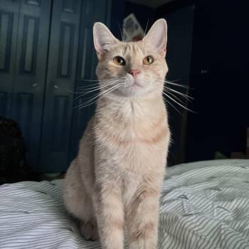Marigold -  Tabby Cat for Adoption in Wyandotte, Michigan - Marigold | PetCurious