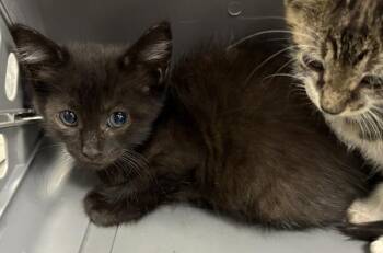 39 Penny -  Domestic Medium Hair Cat for Adoption in Lawrenceville, Georgia - 39 Penny | PetCurious