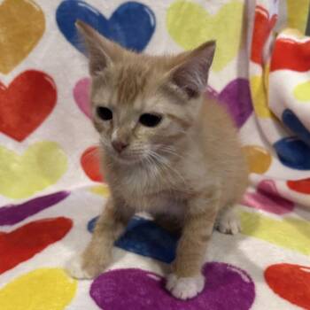 Boots 26-05-164 -  Domestic Short Hair Cat for Adoption in Bastrop, Texas - Boots 26-05-164 | PetCurious
