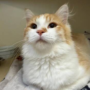 Fig -  Domestic Short Hair Cat for Adoption in Cody, Wyoming - Fig | PetCurious