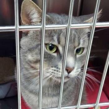 Smokey -  Domestic Short Hair Cat for Adoption in Lake Havasu City, Arizona - Smokey | PetCurious