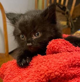 Canopus -  Domestic Long Hair Cat for Adoption in Island Lake, Illinois - Canopus | PetCurious