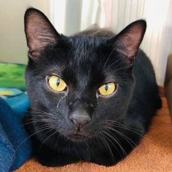 Reuben -  Domestic Short Hair Cat for Adoption in Milan, Illinois - Reuben | PetCurious