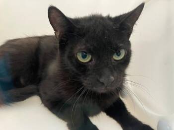 Tofu -  Domestic Short Hair Cat for Adoption - Tofu | PetCurious
