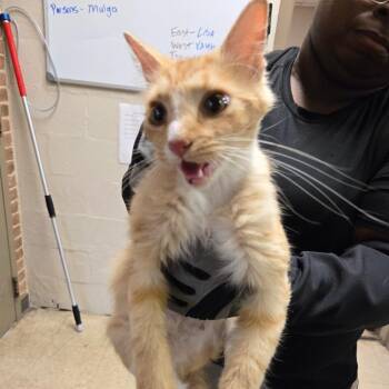 Bran -  Domestic Short Hair Cat for Adoption in Birmingham, Alabama - Bran | PetCurious