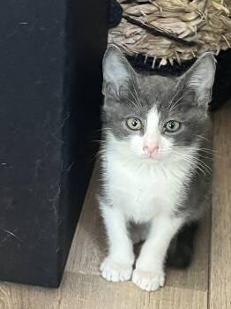 Meowth -  Tuxedo Cat for Adoption in San Juan Capistrano, California - Meowth | PetCurious