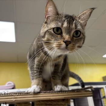 Natasha -  Domestic Short Hair Cat for Adoption in Lyndhurst, New Jersey - Natasha | PetCurious