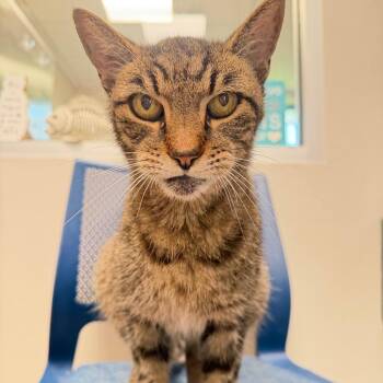 Herbert -  Domestic Short Hair Cat for Adoption in Englewood, Florida - Herbert | PetCurious