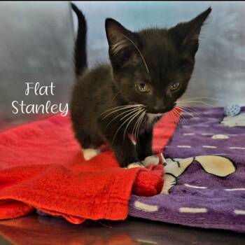 Flat Stanley -  Domestic Short Hair Cat for Adoption in Parkersburg, West Virginia - Flat Stanley | PetCurious