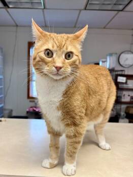 Maximus -  Domestic Short Hair Cat for Adoption in Papillion, Nebraska - Maximus | PetCurious