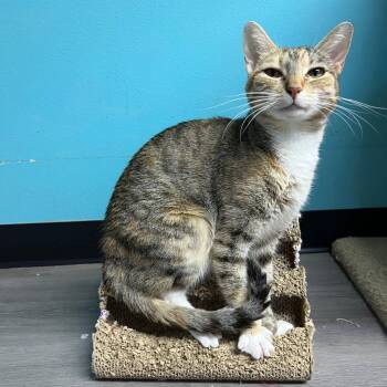 Rimmel -  Domestic Short Hair Cat for Adoption in Nacogdoches, Texas - Rimmel | PetCurious