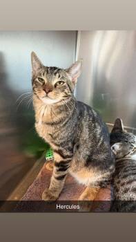 Rescue Domestic Short Hair Cats for Adoption in North Weyburn, Saskatchewan - Hercules | PetCurious