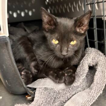 Tequila -  Domestic Short Hair Cat for Adoption in Royse City, Texas - Tequila | PetCurious