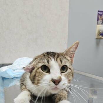 Patrick -  Domestic Short Hair Cat for Adoption in Sedalia, Missouri - Patrick | PetCurious