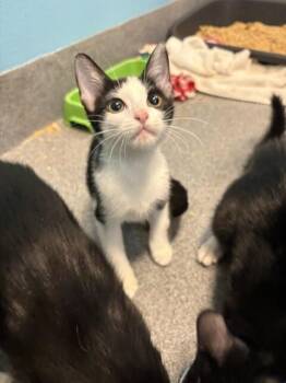 Spoup -  Domestic Short Hair Cat for Adoption in Fort Collins, Colorado - Spoup | PetCurious