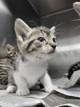 Domestic Short Hair Cats Available for Adoption in Henderson, North Carolina - Iceman | PetCurious