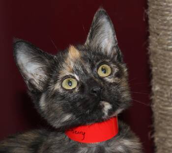 Rescue Domestic Short Hair Cats for Adoption in Huron, South Dakota - Blackberry | PetCurious