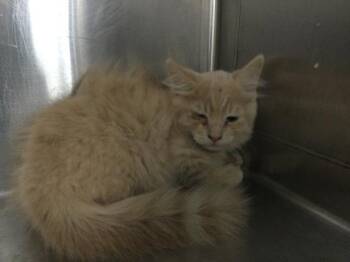 A1924237 -  Domestic Medium Hair Cat for Adoption in Thousand Palms, California - A1924237 | PetCurious