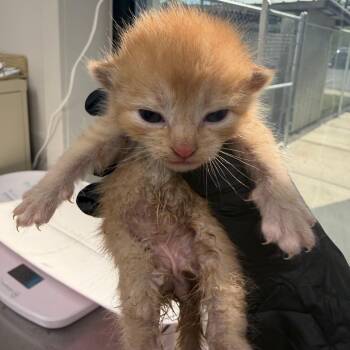 Cole -  Domestic Short Hair Cat for Adoption in Columbiana, Alabama - Cole | PetCurious